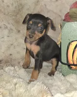 Crissy black and tan , a female Miniature Pinscher for sale in Norwood, MO – 10 of 10