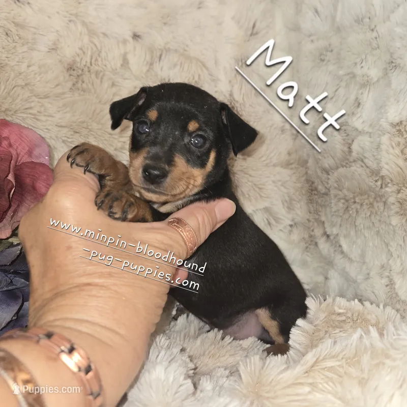MATT black and rust  – Miniature Pinscher puppy for sale in Norwood, MO