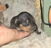 Gidget , a female Miniature Pinscher for sale in Norwood, MO – 4 of 6
