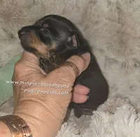 "Mona" black n rust, a female Miniature Pinscher for sale in Norwood, MO – 5 of 5