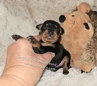 AKC Carter , a male Miniature Pinscher for sale in Norwood, MO – 2 of 5