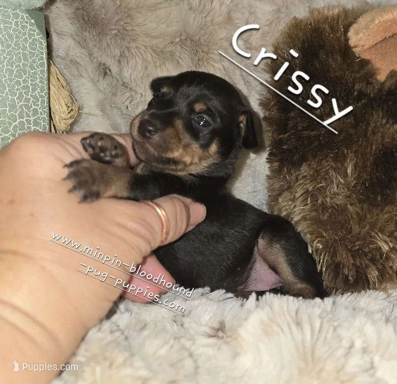 Crispy black and tan  – Miniature Pinscher puppy for sale in Norwood, MO