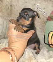 Cora black and tan , a female Miniature Pinscher for sale in Norwood, MO – 7 of 10