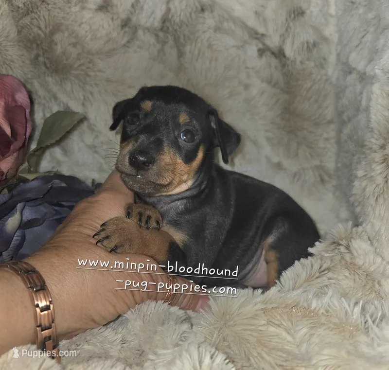 "Mona" black n rust – Miniature Pinscher puppy for sale in Norwood, MO
