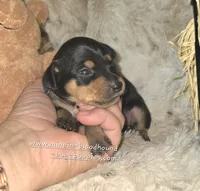 Gypsy , a female Miniature Pinscher for sale in Norwood, MO – 3 of 6