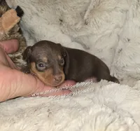 AKC Rider, a male Miniature Pinscher for sale in Norwood, MO – 2 of 6