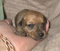 Theo, a male Miniature Pinscher for sale in Norwood, MO – 2 of 6
