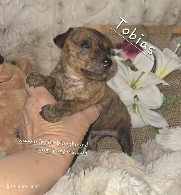 Tobias – Miniature Pinscher puppy for sale in Norwood, MO