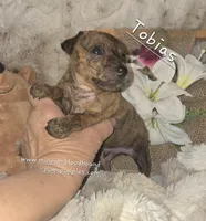 Tobias, a male Miniature Pinscher for sale in Norwood, MO – Photo 4 of 10