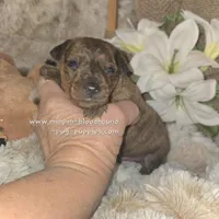 Tobias, a male Miniature Pinscher for sale in Norwood, MO – Photo 2 of 10