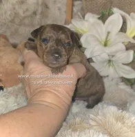 Tobias, a male Miniature Pinscher for sale in Norwood, MO – Photo 5 of 5