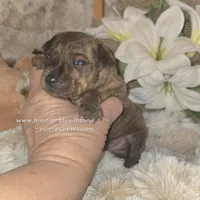 Tobias, a male Miniature Pinscher for sale in Norwood, MO – Photo 4 of 5