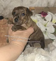 Tobias, a male Miniature Pinscher for sale in Norwood, MO – Photo 8 of 10