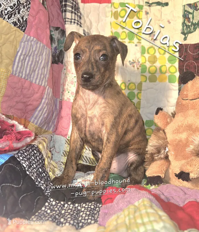 Tobias – Miniature Pinscher puppy for sale in Norwood, MO