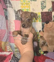 Tobias, a male Miniature Pinscher for sale in Norwood, MO – Photo 10 of 10