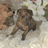 Tobias, a male Miniature Pinscher for sale in Norwood, MO – Photo 6 of 10