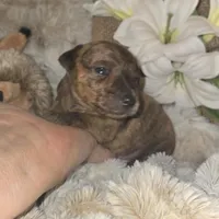 Tobias, a male Miniature Pinscher for sale in Norwood, MO – Photo 5 of 10