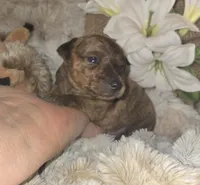 Tobias, a male Miniature Pinscher for sale in Norwood, MO – Photo 2 of 5