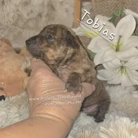 Tobias, a male Miniature Pinscher for sale in Norwood, MO – Photo 3 of 10