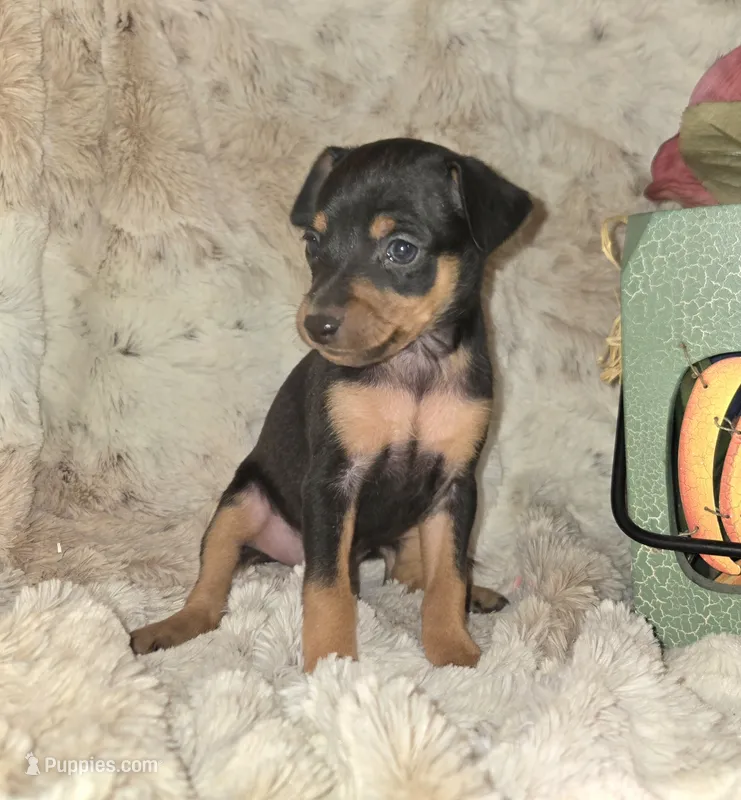 Crissy black and tan  – Miniature Pinscher puppy for sale in Norwood, MO