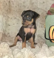 Crissy black and tan , a female Miniature Pinscher for sale in Norwood, MO – 1 of 10