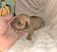Tina, a female Miniature Pinscher for sale in Norwood, MO – 2 of 5