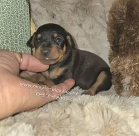 Claire, black tan, a female Miniature Pinscher for sale in Norwood, MO – 6 of 6