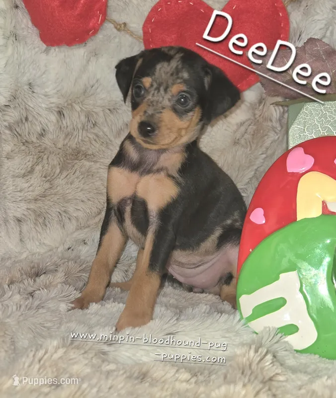DeeDee