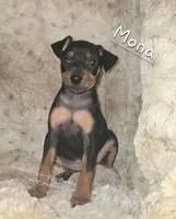 "Mona" black n rust, a female Miniature Pinscher for sale in Norwood, MO – 9 of 10