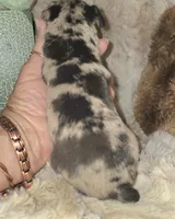 Charlotte black blue merle, a female Miniature Pinscher for sale in Norwood, MO – 5 of 5