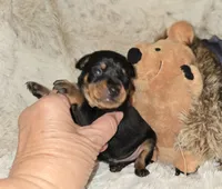 AKC Carter , a male Miniature Pinscher for sale in Norwood, MO – 4 of 5