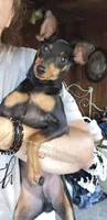 Dugan, a male Miniature Pinscher for sale in Norwood, MO – 6 of 8