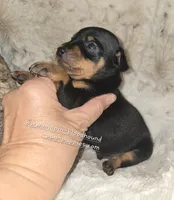 AKC Carter , a male Miniature Pinscher for sale in Norwood, MO – 9 of 10
