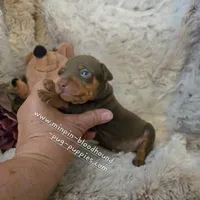 Akc Riker, a male Miniature Pinscher for sale in Norwood, MO – 6 of 6
