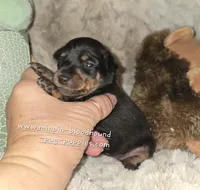 Crispy black and tan , a female Miniature Pinscher for sale in Norwood, MO – 4 of 6