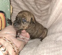 Tessa, a female Miniature Pinscher for sale in Norwood, MO – 5 of 6