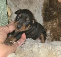 Coral black and tan , a female Miniature Pinscher for sale in Norwood, MO – 2 of 6
