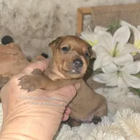 Theo, a male Miniature Pinscher for sale in Norwood, MO – 6 of 6