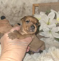 Theo, a male Miniature Pinscher for sale in Norwood, MO – Photo 4 of 5