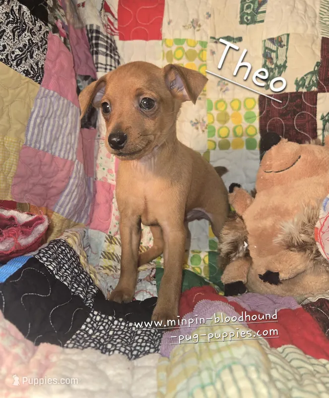 Theo – Miniature Pinscher puppy for sale in Norwood, MO