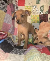 Theo, a male Miniature Pinscher for sale in Norwood, MO – 1 of 6