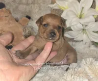 Theo, a male Miniature Pinscher for sale in Norwood, MO – Photo 2 of 5