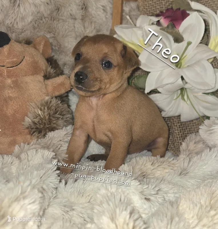 Theo – Miniature Pinscher puppy for sale in Norwood, MO