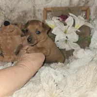 Theo, a male Miniature Pinscher for sale in Norwood, MO – 5 of 6