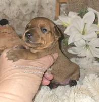 Theo, a male Miniature Pinscher for sale in Norwood, MO – Photo 3 of 5