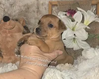 Theo, a male Miniature Pinscher for sale in Norwood, MO – 4 of 6