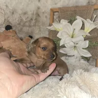 Theo, a male Miniature Pinscher for sale in Norwood, MO – Photo 5 of 5