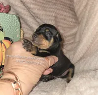 Titus , a male Miniature Pinscher for sale in Norwood, MO – 4 of 6