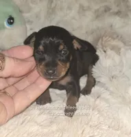 "Maddie" black and rust , a female Miniature Pinscher for sale in Norwood, MO – 3 of 5