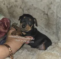 "Mona" black n rust, a female Miniature Pinscher for sale in Norwood, MO – 5 of 10